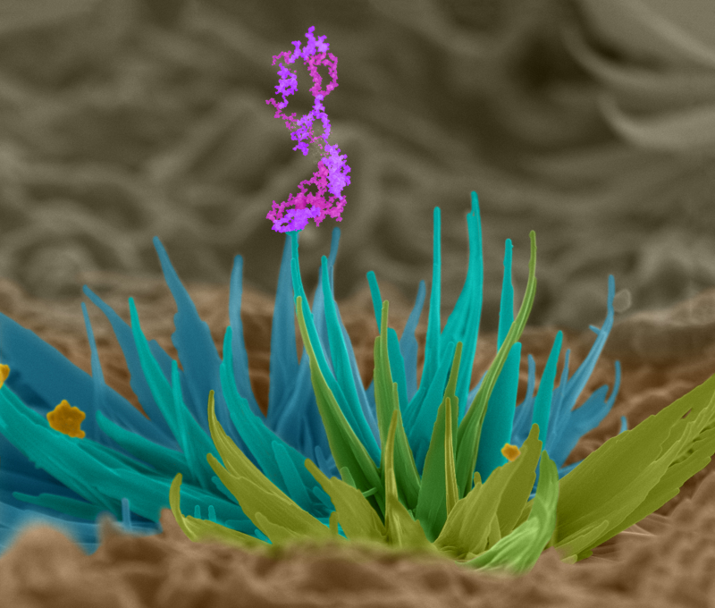 Illustration for article titled 27 Amazing Images From the Depths of Scientific Labs